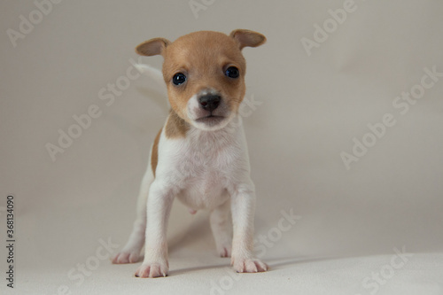 chihuahua puppy on a white background