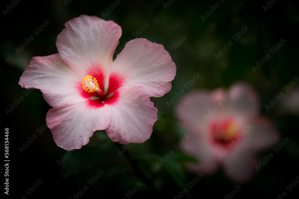 Fototapeta premium 花