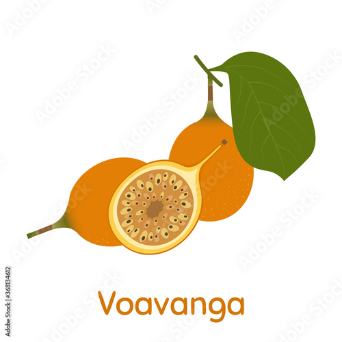Voavanga Fruit. Vector Illustration EPS.