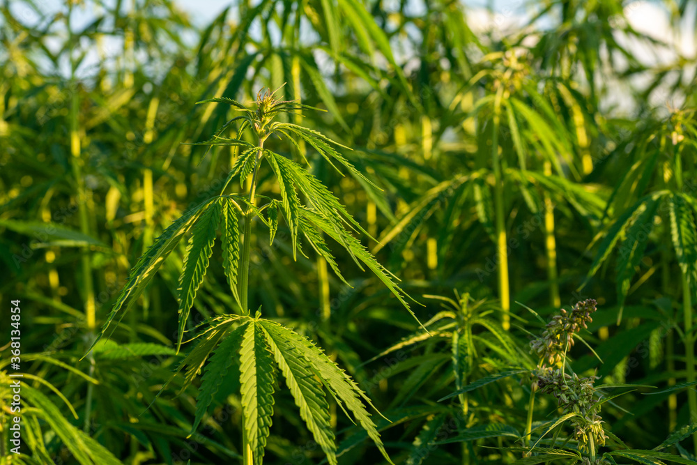 canabis on marijuana field farm sativa weed hemp hash plantation