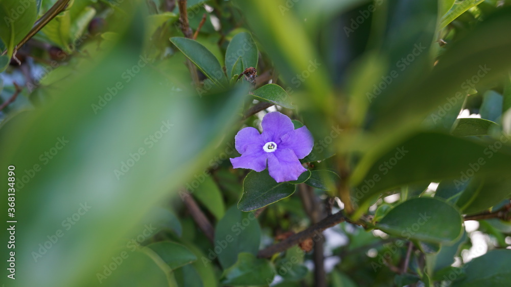 Obraz premium Small purple flower with leaves