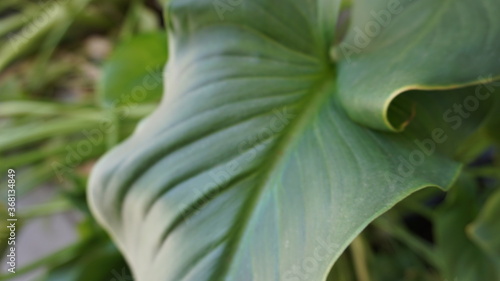 Large  healthy green leaf