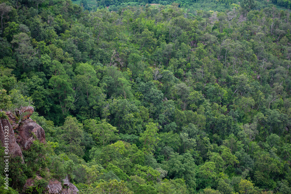 forest trees background - jungle nature green tree on the mountain top view , forest landscape scenery of river in southeast Asia tropical wild forest trees background - jungle nature green tree on the mountain top view , forest landscape scenery of river in southeast Asia tropical wild