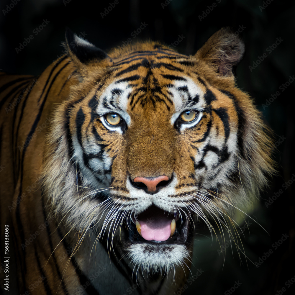 Obraz premium Close-up of a tiger's face. (Panthera tigris corbetti) in the natural habitat, wild dangerous animal in the natural habitat, in Thailand.