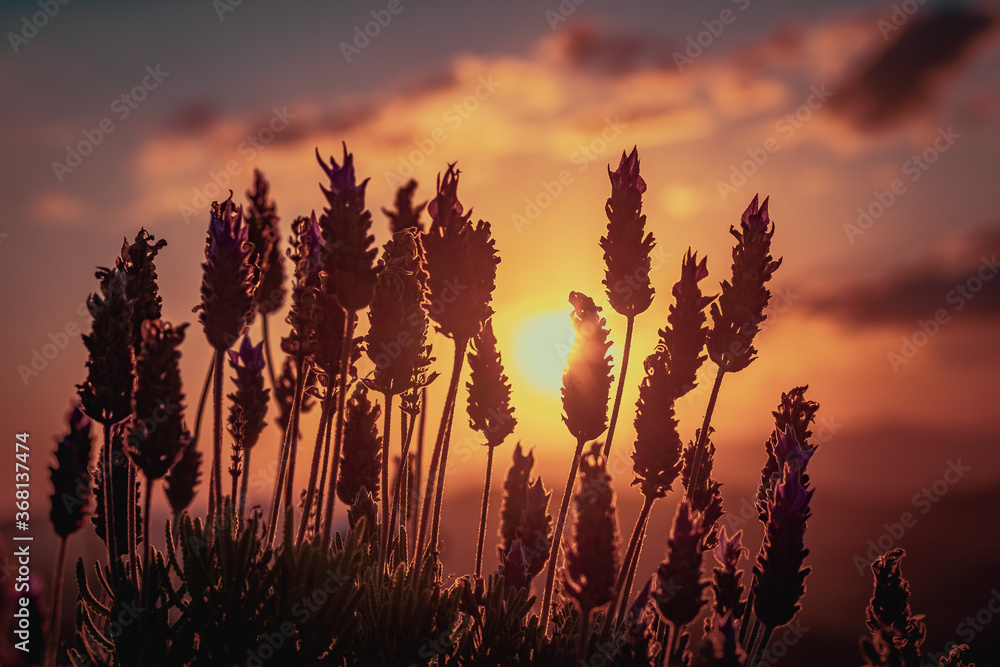 lavender at sunset
