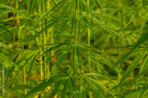 canabis on marijuana field farm sativa weed hemp hash plantation