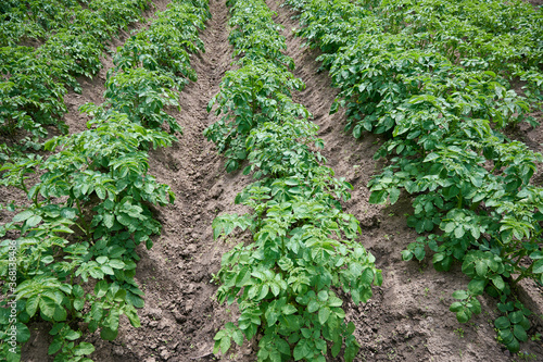 Potato plants grow in rows in a potato field. Green potato crops close up.