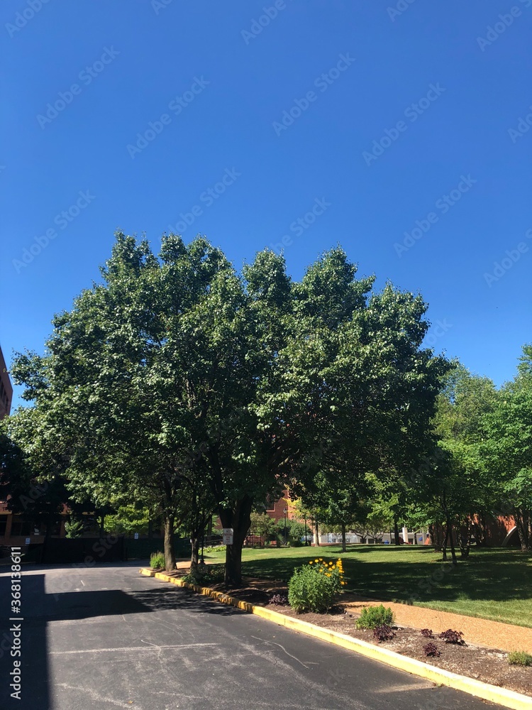 Beautiful tree under clear blue sky
