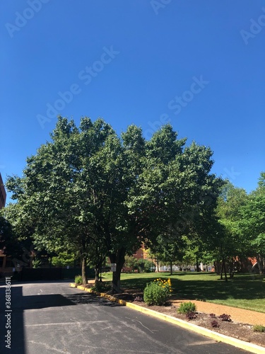 Beautiful tree under clear blue sky