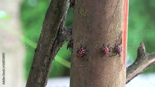 A large group of lanternfly young sit on a big tree branch. photo
