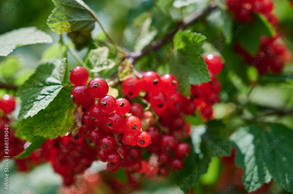 A branch of ripe red currants on a natural background. Selective focus A branch of ripe red currants on a natural background. Selective focus