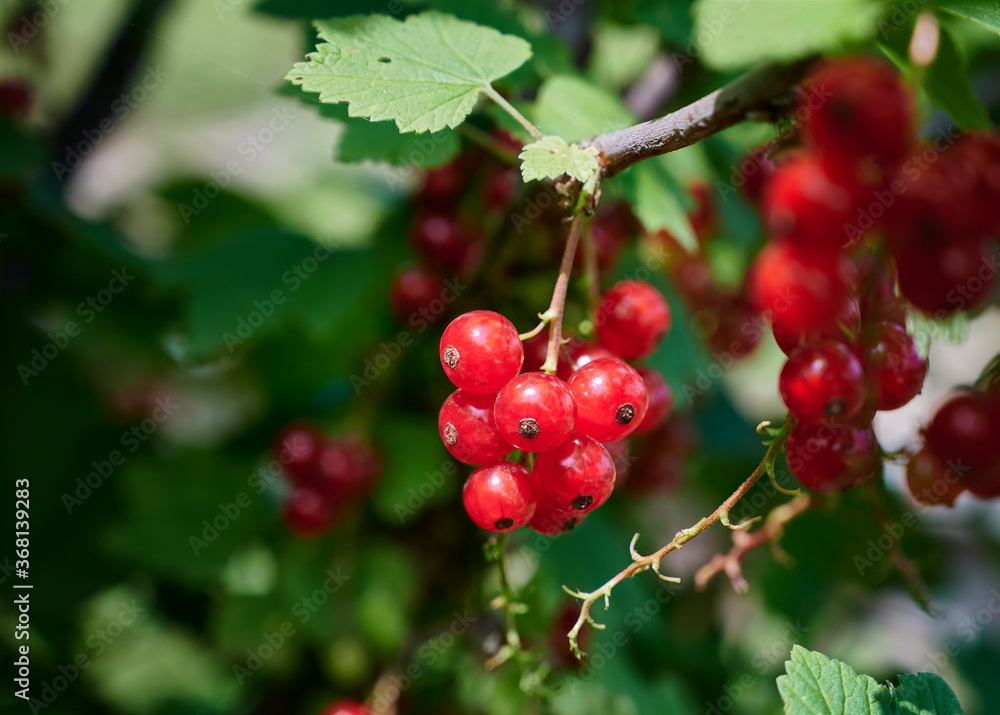 A branch of ripe red currants on a natural background. Selective focus