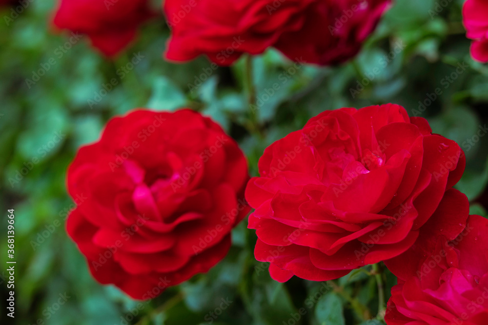 red roses in garden