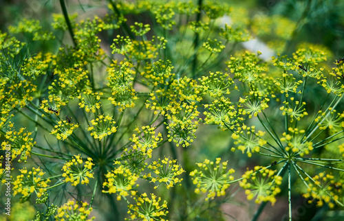 Flower of dill plant in the garden (Anethum graveolens). Selective focus. agricultural background