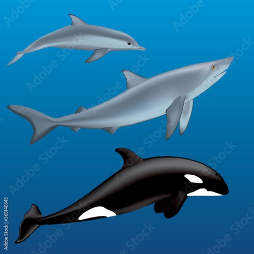 dolphin  sharks and a killer whale