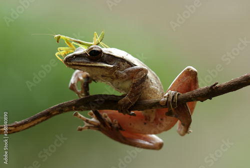 praying mantis and Frog close up
