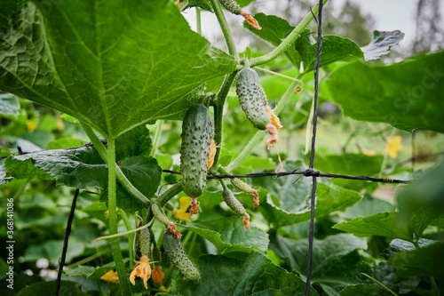 Small fresh cucumbers grow in the garden. Selective focus. agricultural background 