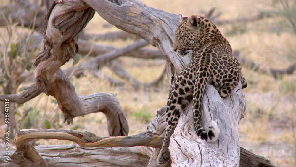 A close full body shot of a young Leopard resting on a branch and looking back over its shoulder into the camera. A close full body shot of a young Leopard resting on a branch and looking back over its shoulder into the camera.