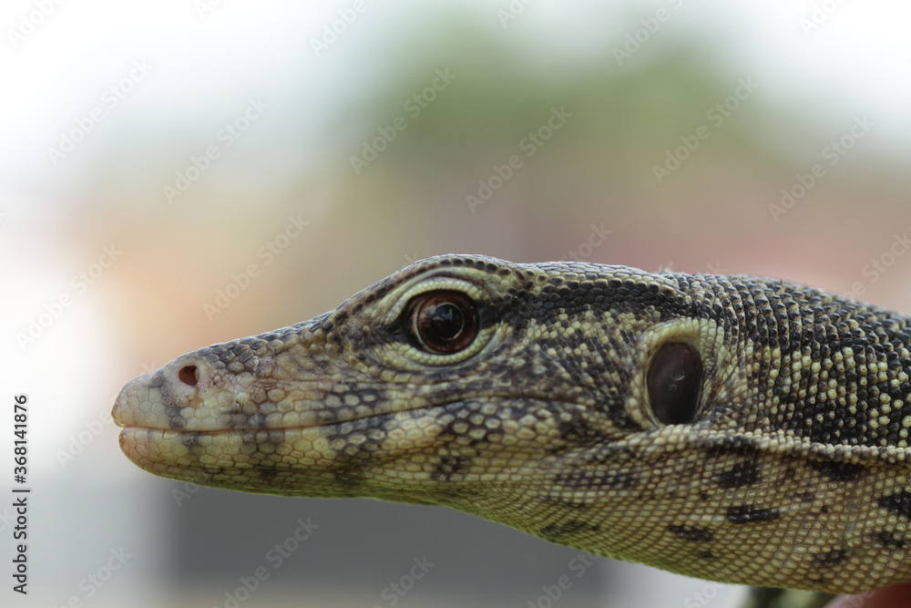 Fototapeta premium bearded dragon lizard