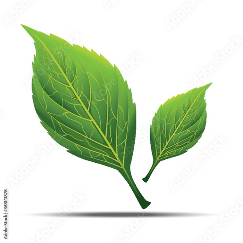 leaves