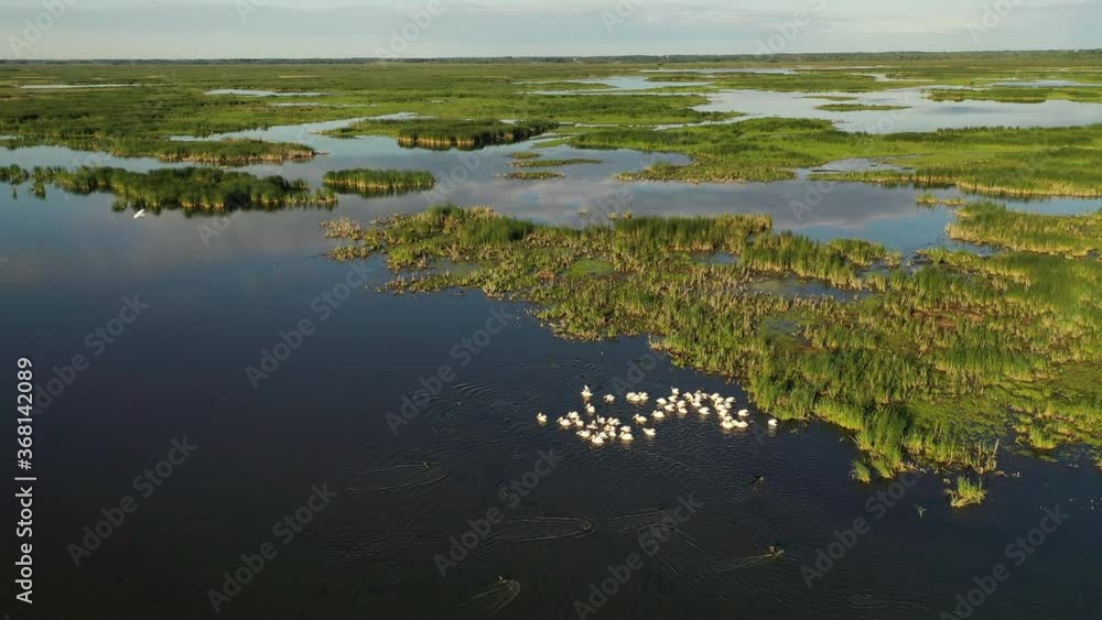 Establishing shot of american wilderness. Freshwater cattail marsh, view from above. Nature of the Midwest. Horicon marsh in Wisconsin Establishing shot of american wilderness. Freshwater cattail marsh, view from above. Nature of the Midwest. Horicon marsh in Wisconsin