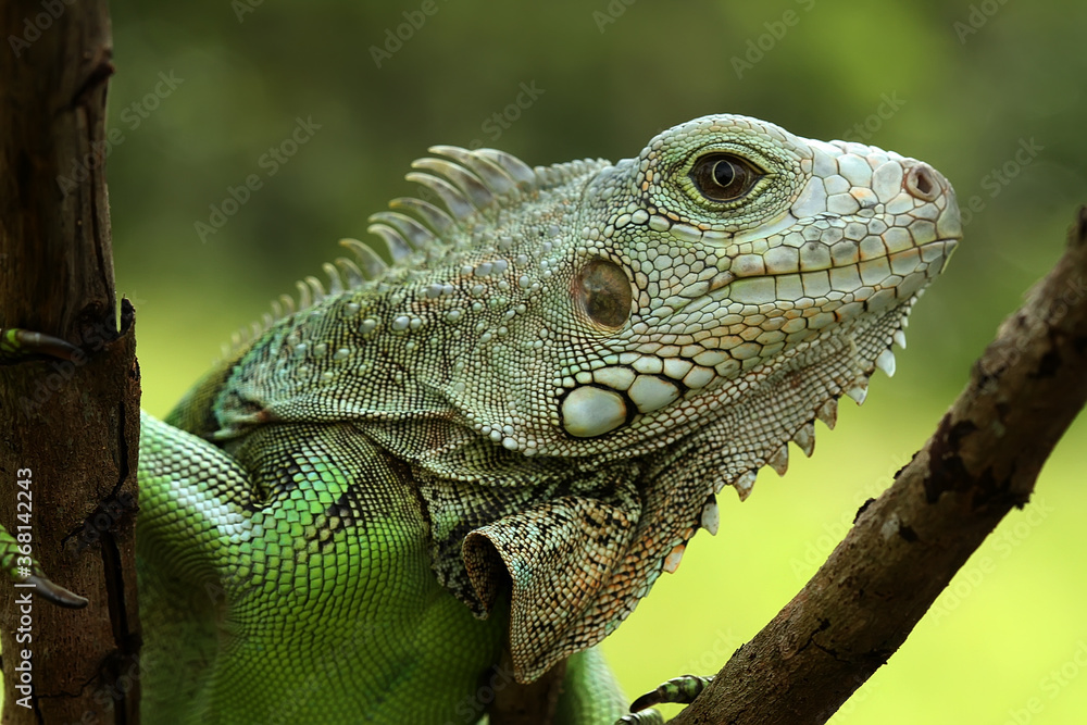 Obraz premium iguana on a tree