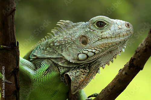 iguana on a tree