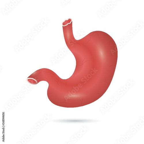 human stomach
