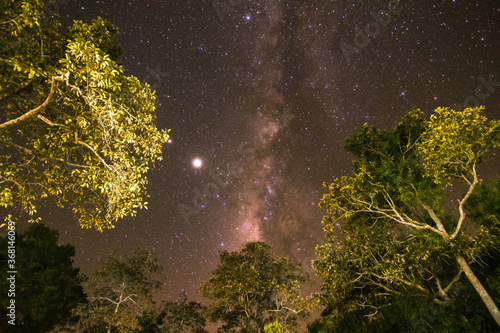 milky way over the forest
