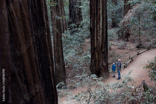 family hiking in redwood/sequoia forest