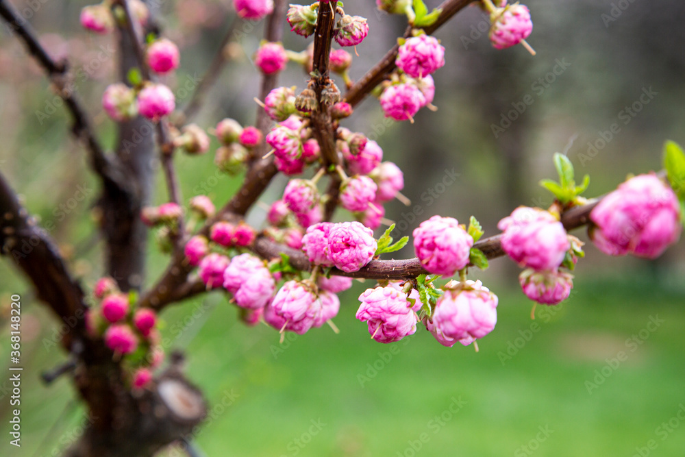 pink flowers in garden 