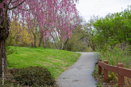 spring in the park. pink blossom trees. 