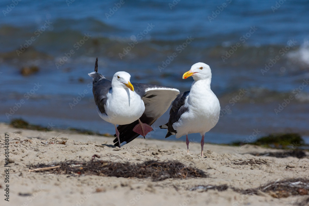 Two playful seagulls stand side by side, with one of them standing on one leg. Two playful seagulls stand side by side, with one of them standing on one leg.