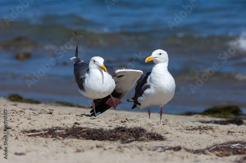 Two playful seagulls stand side by side, with one of them standing on one leg. 