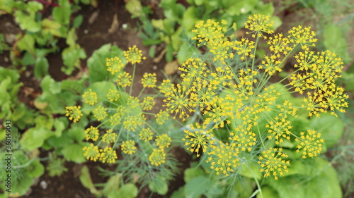 yellow dill inflorescences visible from above against a background of lettuce and other deciduous vegetables growing on brown soil