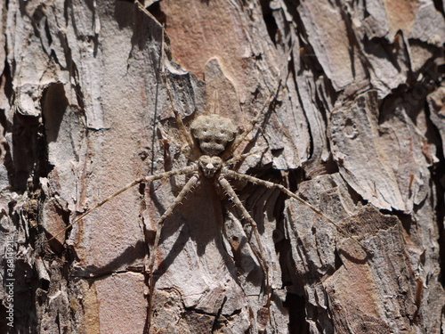 forest spider on the bark of a tree