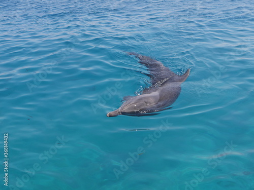 dolphin swimming in the sea