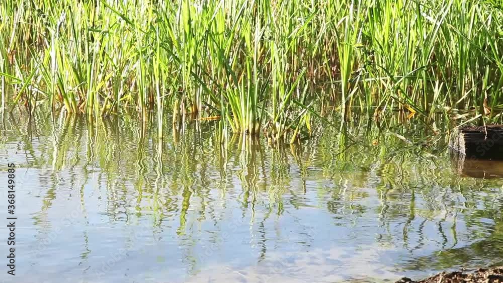 View of the edge of a lake with cattails. Log of wood in the water. Reflection in the water View of the edge of a lake with cattails. Log of wood in the water. Reflection in the water