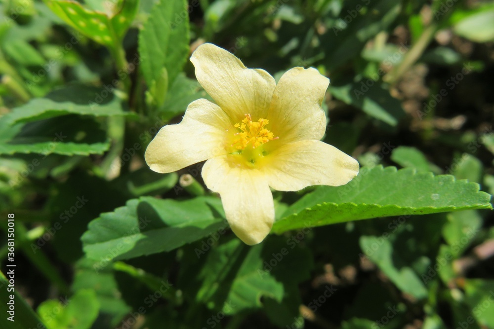 Yellow sida flower in Florida wild, closeup Yellow sida flower in Florida wild, closeup