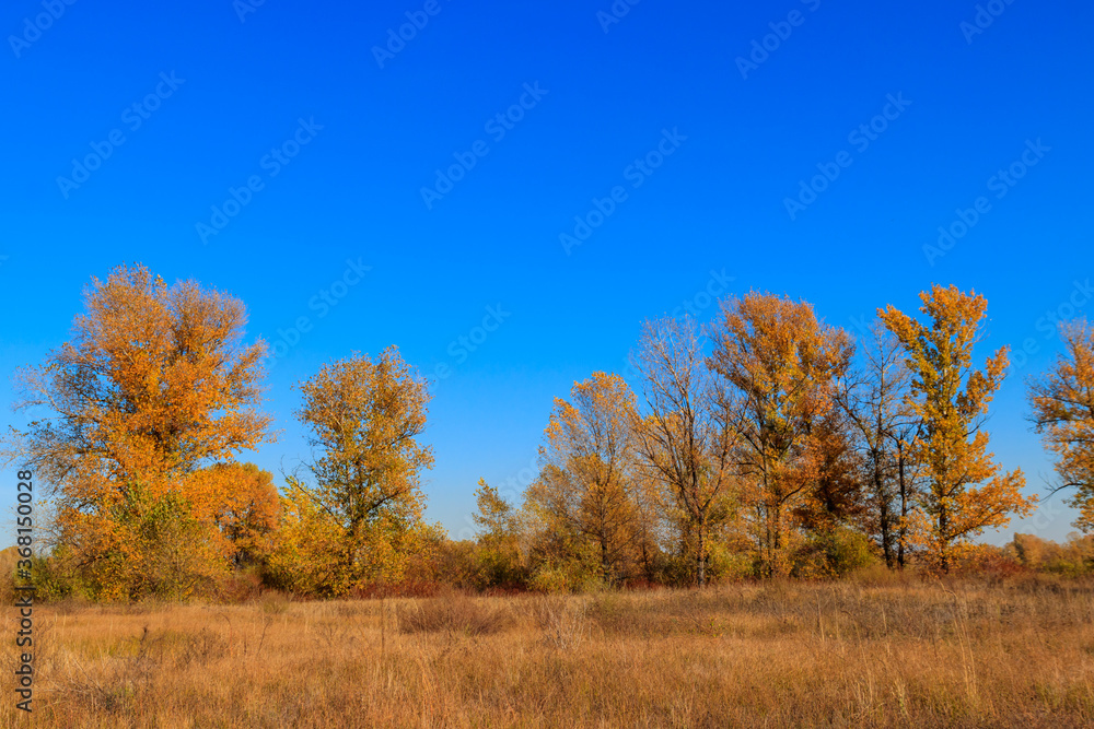 Autumn landscape with dry meadow and colorful fall trees Autumn landscape with dry meadow and colorful fall trees