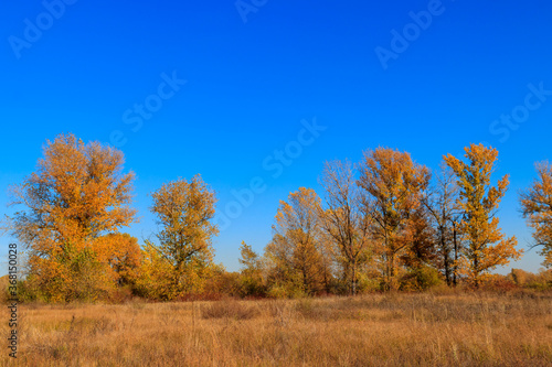 Autumn landscape with dry meadow and colorful fall trees