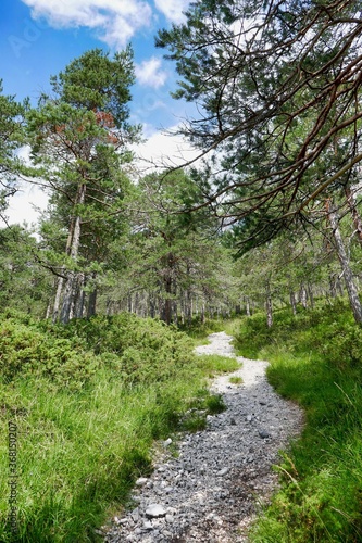 path in forest, photo as a background , in pasubio mountains, dolomiti, alps, thiene schio vicenza, north italy