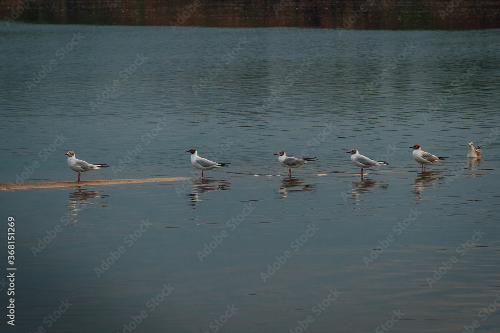 a family of seagulls are queuing one after another on the lake