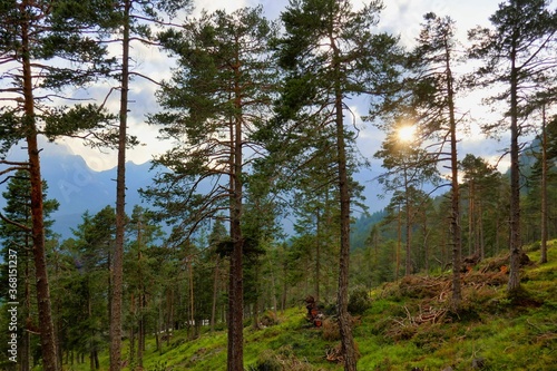 trees in forest, photo as a background , in pasubio mountains, dolomiti, alps, thiene schio vicenza, north italy