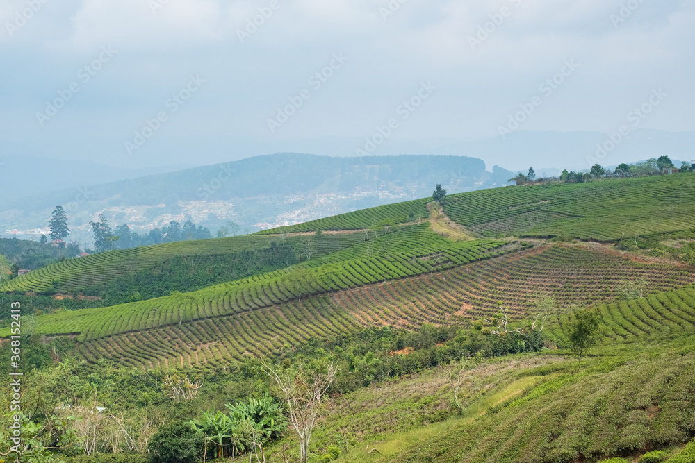 Hill in Dalat, Vietnam Hill in Dalat, Vietnam