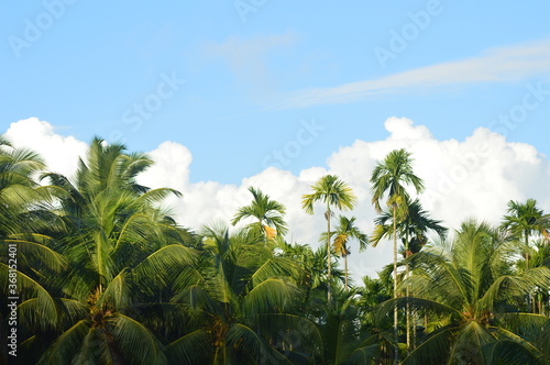 Wallpaper Mural palm trees and blue sky Torontodigital.ca