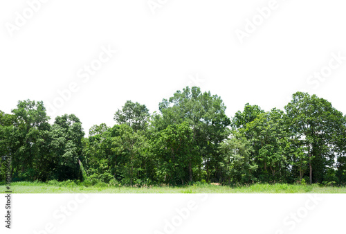 Trees line isolated on a white background Thailand.