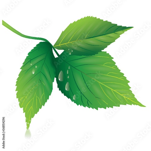 leafs