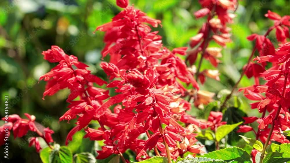 Red salvia bushes close-up against green foliage swaying in the wind in the sunlight. The background is blurred. The camera is static.Gardening and floriculture concept. Red salvia bushes close-up against green foliage swaying in the wind in the sunlight. The background is blurred. The camera is static.Gardening and floriculture concept.
