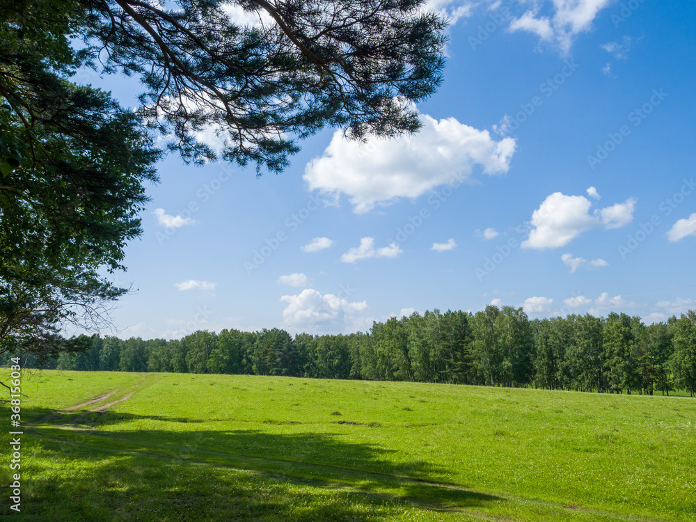 Green field and forest. Clouds in the blue sky. Summer sunny day